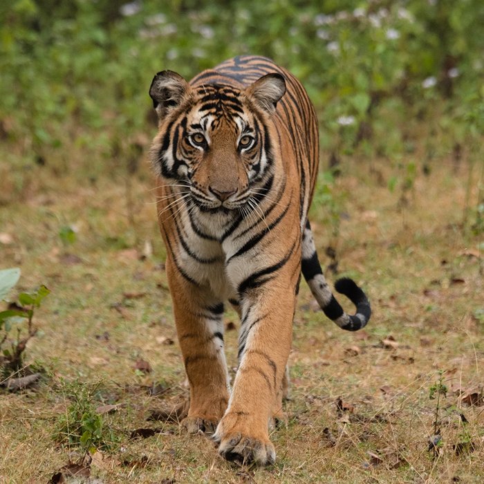Indira Gandhi Wildlife Sanctuary (Anamalai Tiger Reserve)