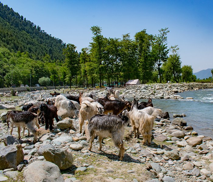 Coimbatore to Kashmir tour package sightseeing in Pahalgam Valley