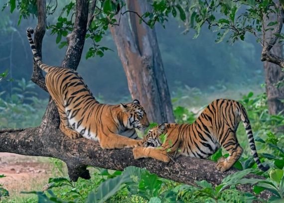 Malaysia to Coimbatore trip Indira Gandhi Wildlife Sanctuary Anamalai Tiger Reserve