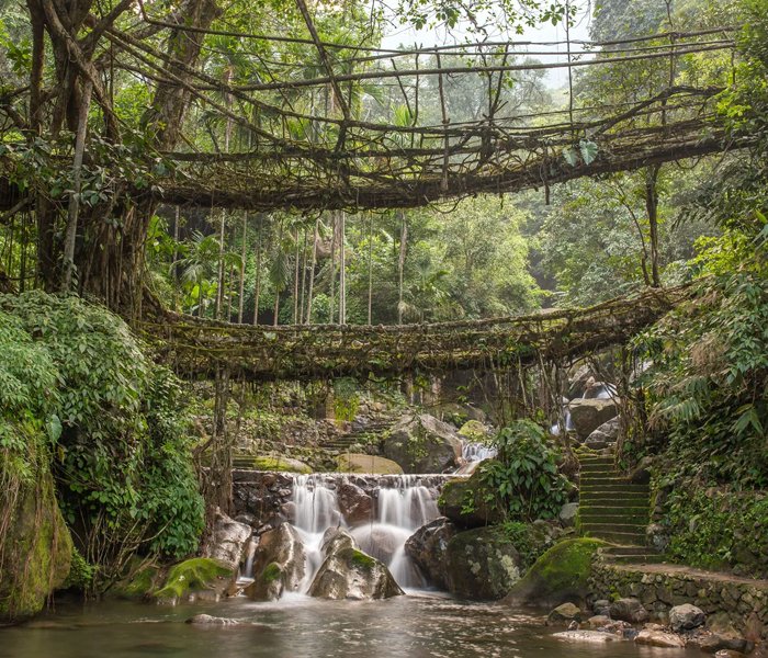 Living root bridges in Cherrapunji, Meghalaya – Natural bio-engineered forest attraction