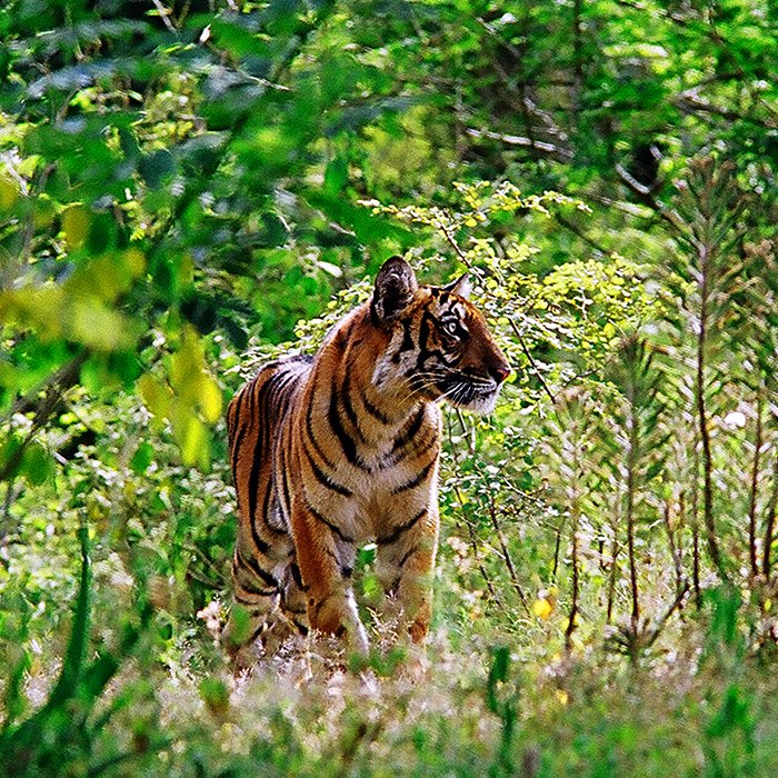 Tamil Nadu Wildlife Sanctuaries